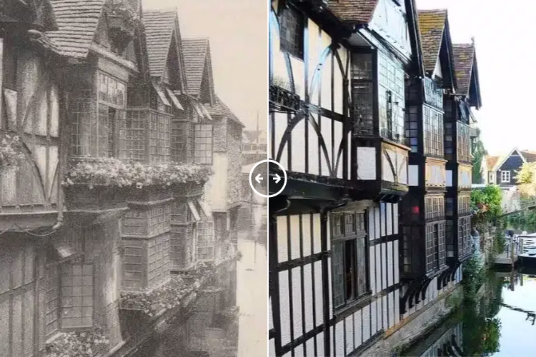 Old Waeavers Canterbury 1900 – 2024 - BOTH